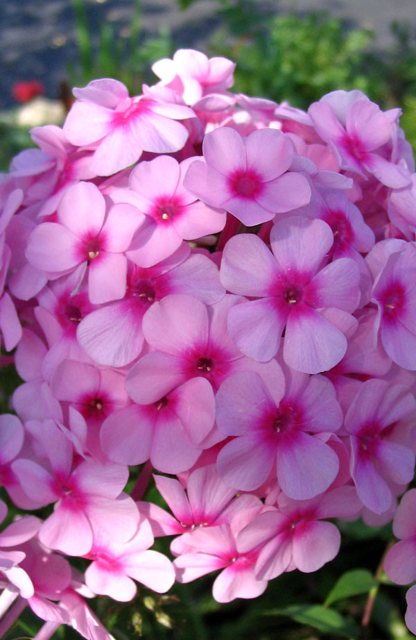 Pink Flower with Many Petals My friend, who lives in a gla… Flickr