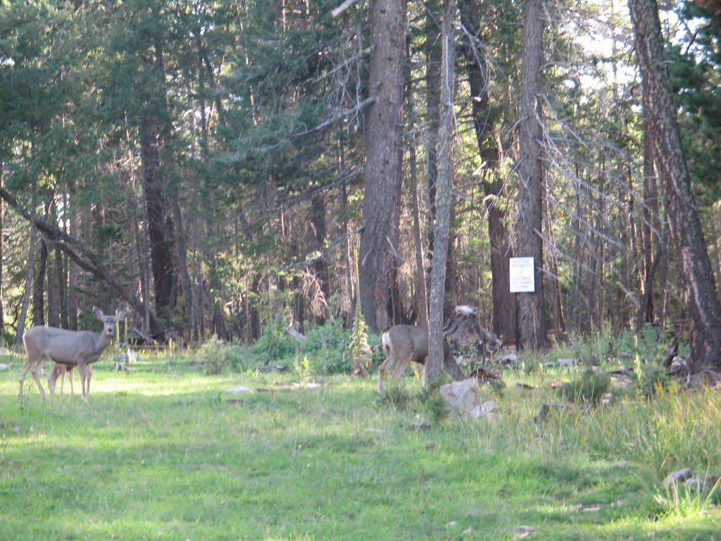 CloudCroft Sep05 018 DEER! Near Apache Point Observatory Lyle