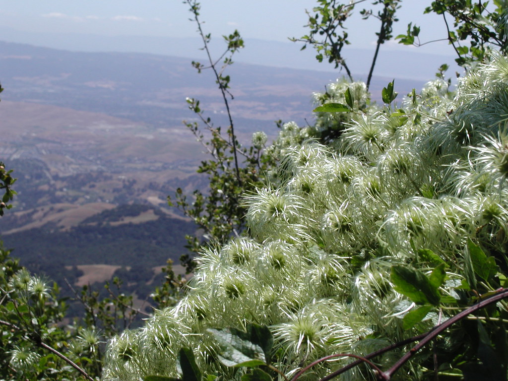 P6090325.jpg Some fuzzy white wildflower on the hillside o… Flickr