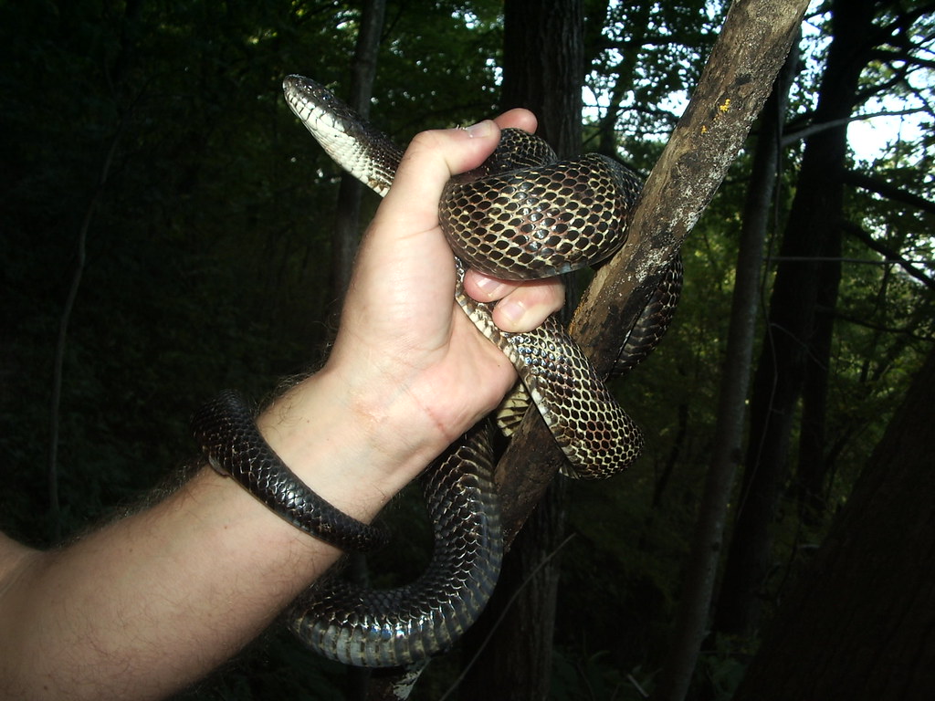 black rat snake (or pilot snake) pilot snake pissed off, b… Flickr