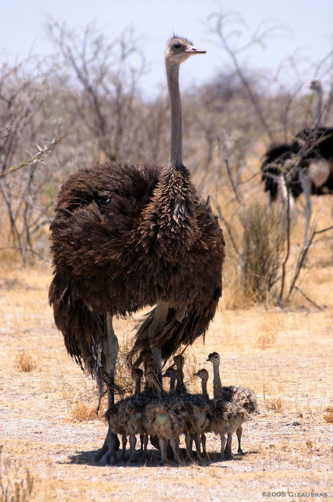 Ostrich Chicks Carrie Cizauskas Flickr