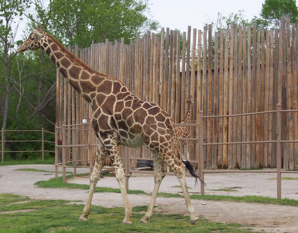 Tulsa Okalahoma Zoo giraffe We drove from Oklahoma City to… Flickr