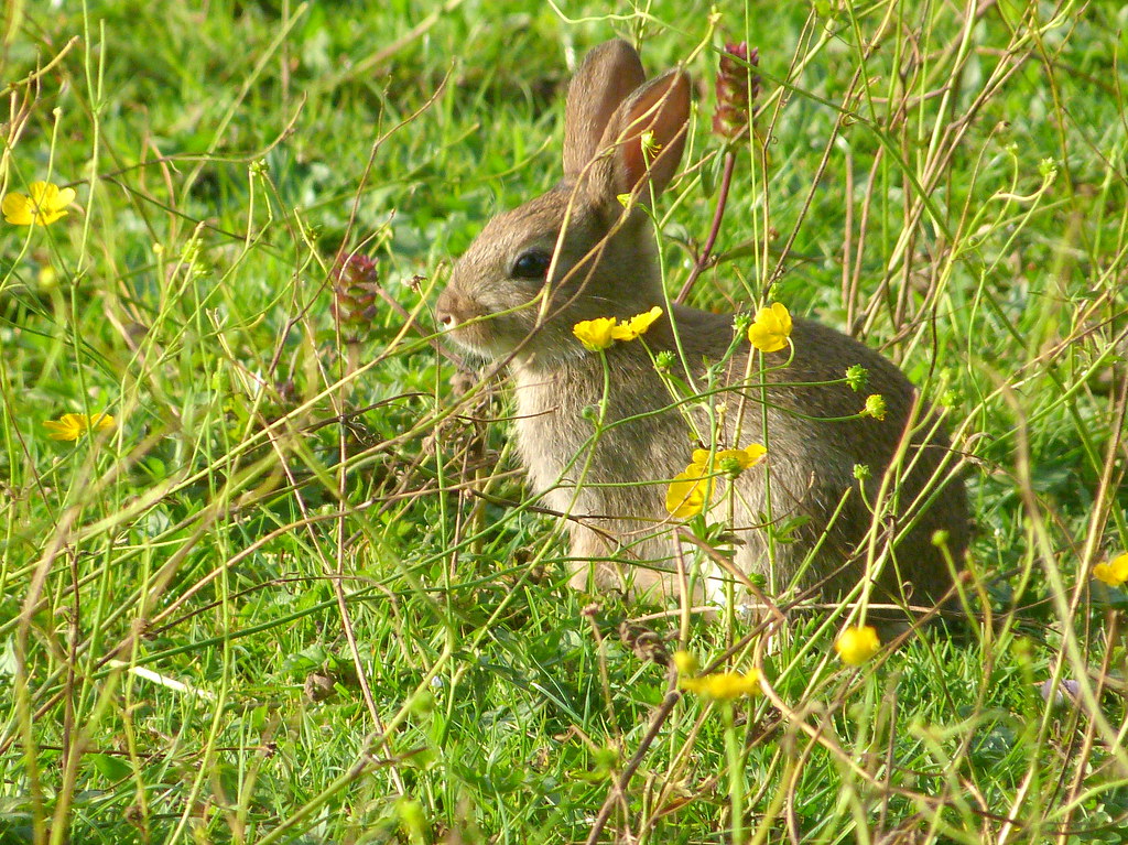 Can you see me!? Bunny hiding in the long grass. Playing h… Flickr