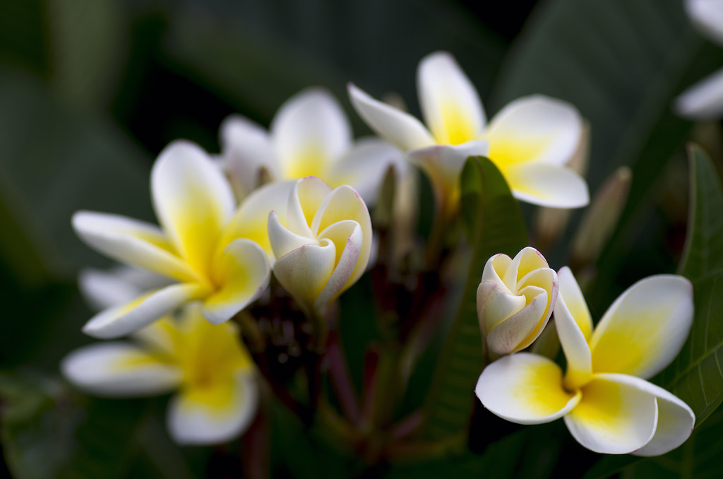 Opening Frangipani, Plumeria sp. Have a wonderful weekend!… Flickr