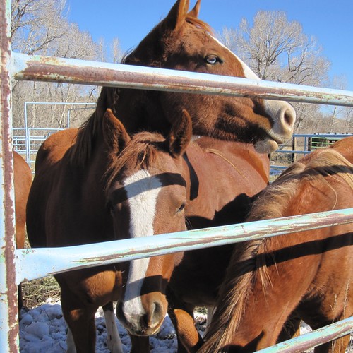 Young Quarter Horses Judith Baker Montano Flickr