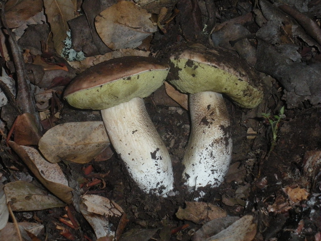 Boletus regineus uncovered salabat Flickr