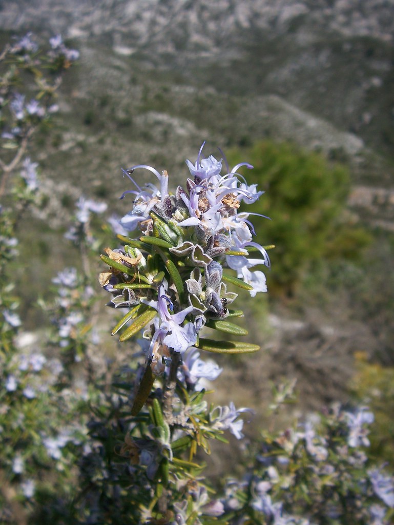 Spanish wild flowers 2 Some mountain flowers on the road b… Flickr