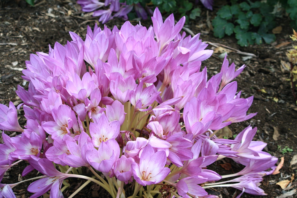 184_4177 Meadow Saffron, Autumn Crocus, Colchicum autumnal… Flickr