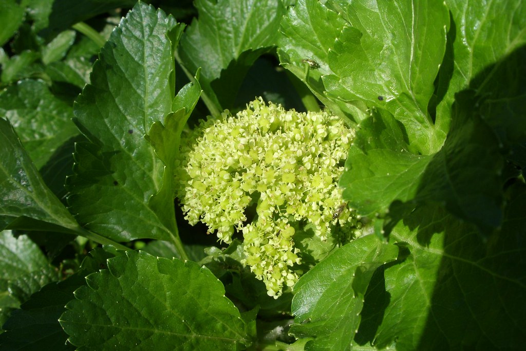 Alexanders in flower you can eat the stems of this plant