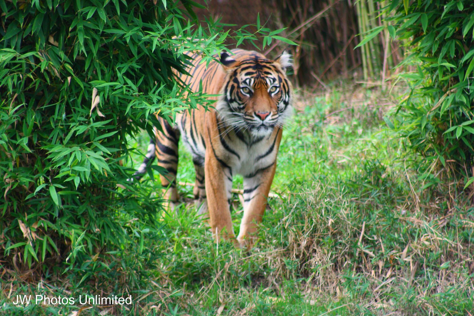 Best wild animals Flickr