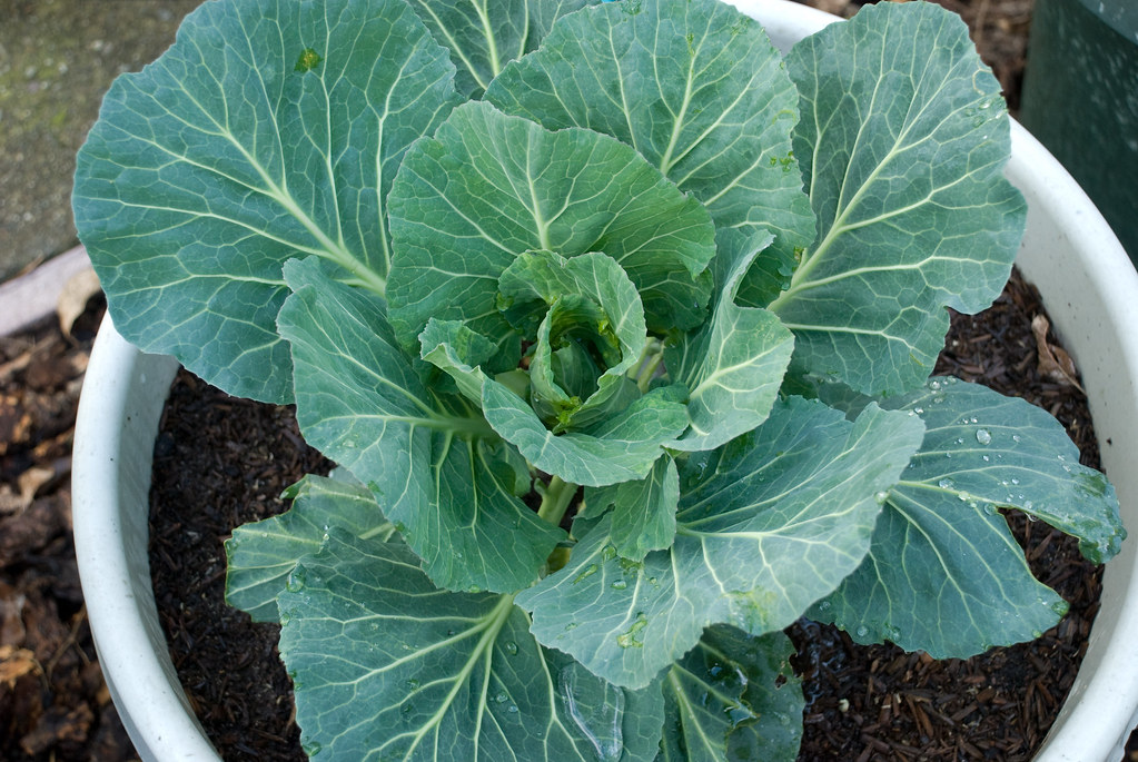 Baby Cabbage Stephanie Fenton Flickr