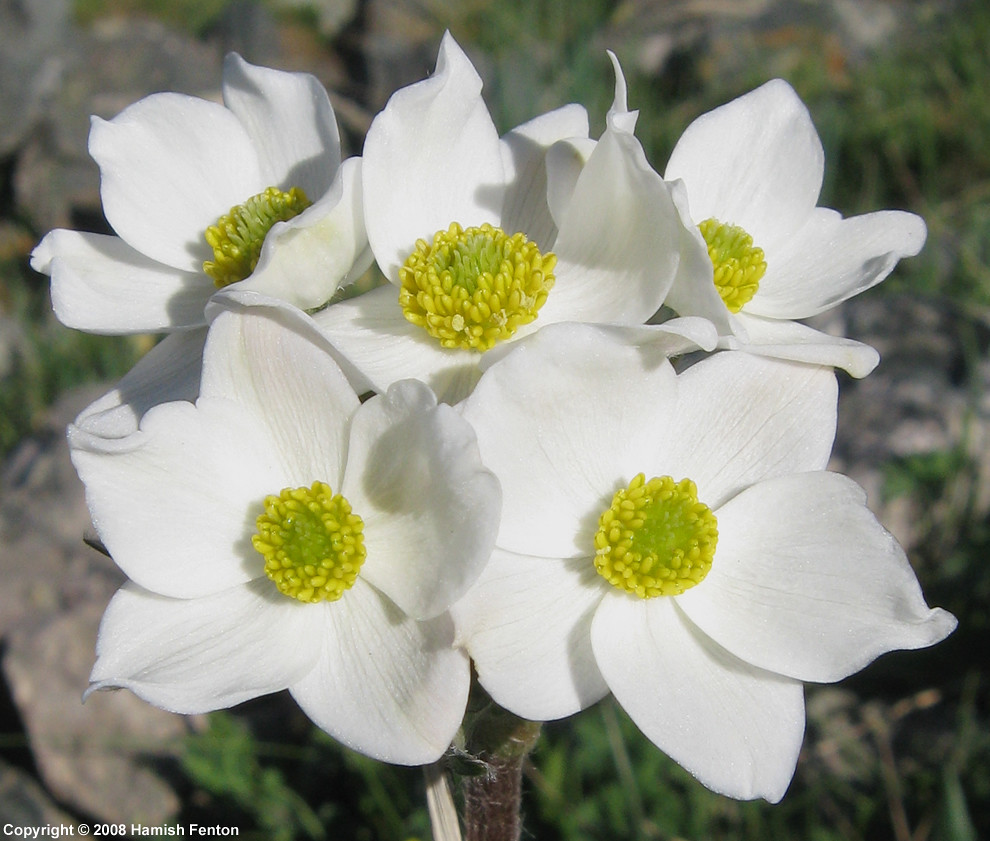 Flowers in an alpine meadow, Kyrgyzstan a photo on Flickriver
