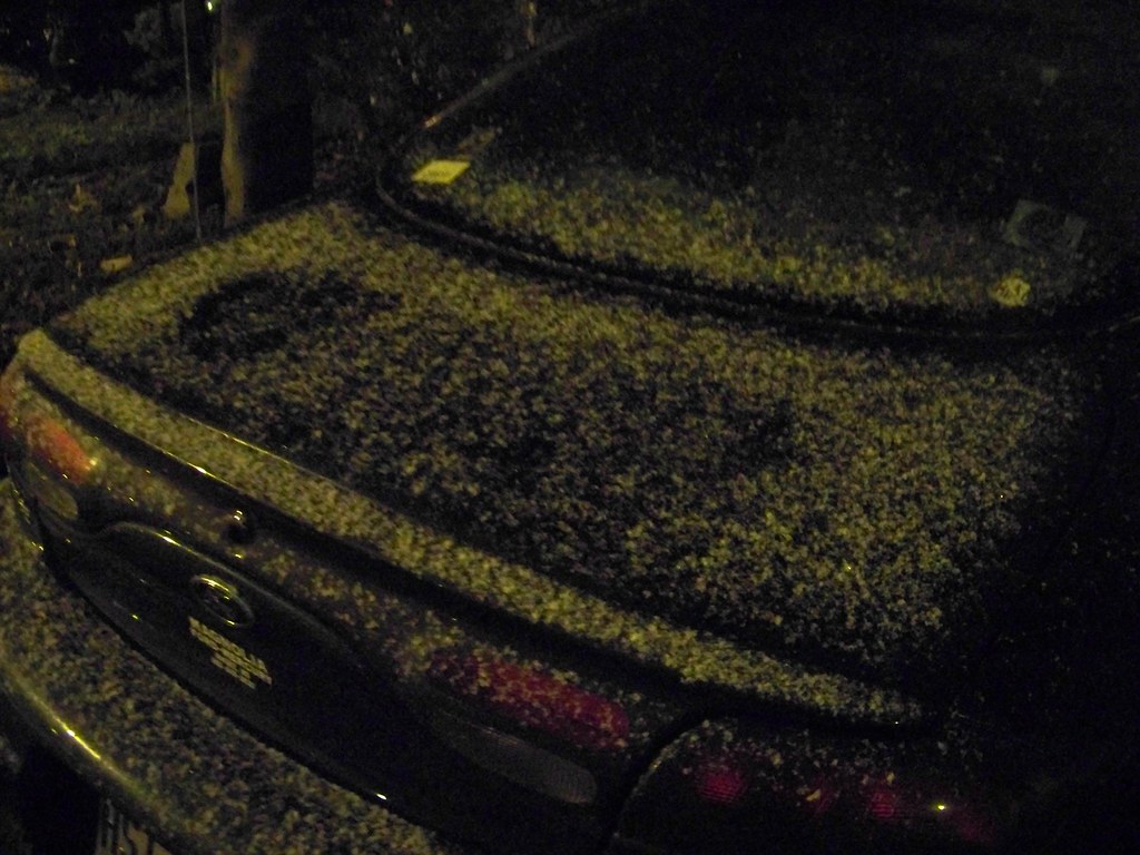 December Snow in Mississippi It's rare and elusive, and ki… Flickr