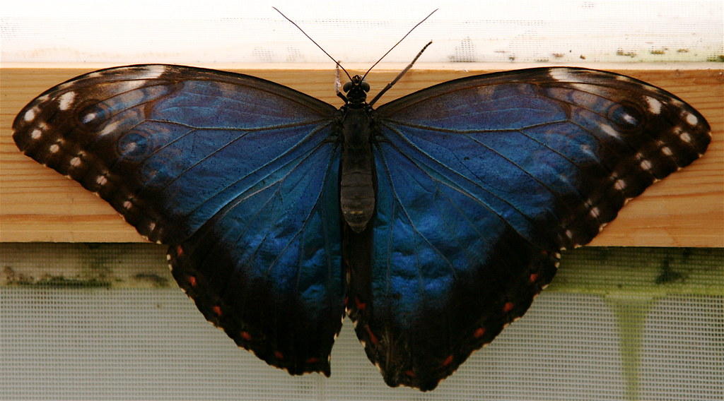 deep blue butterfly at the butterfly house at Blenheim Pal… Flickr