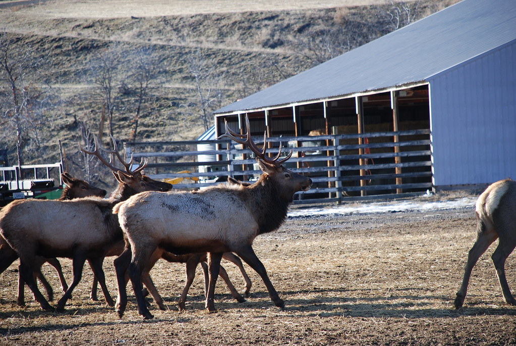 Oak Creek Wildlife Area Elk at the Oak Creek Wildlife Area… Flickr