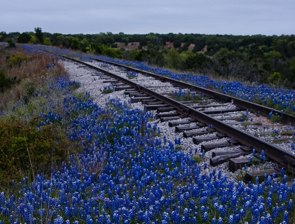 Railway Near Kingsland Texas, the Texas state f… Flickr