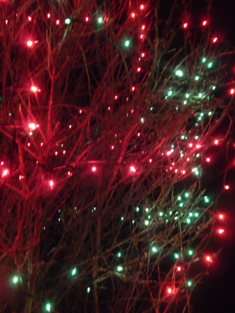 Red and green Christmas lights on a bush in the front yard… creed