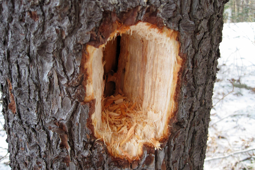 Woodpecker Hole The pileated woodpeckers have been busy! B… Flickr