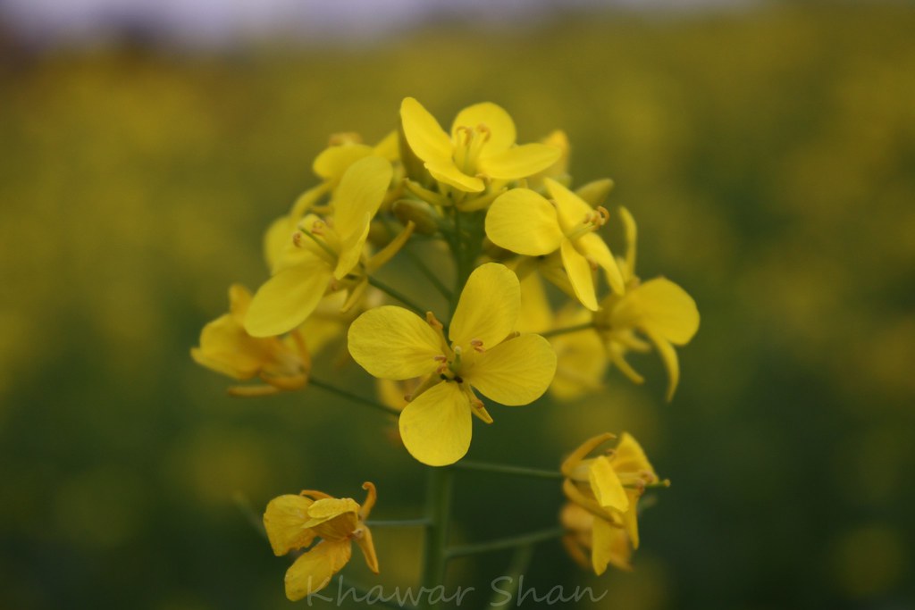 {EXPLORED}sarson (Mustard) Mustard leaves ( Sarson ka Saag… Flickr