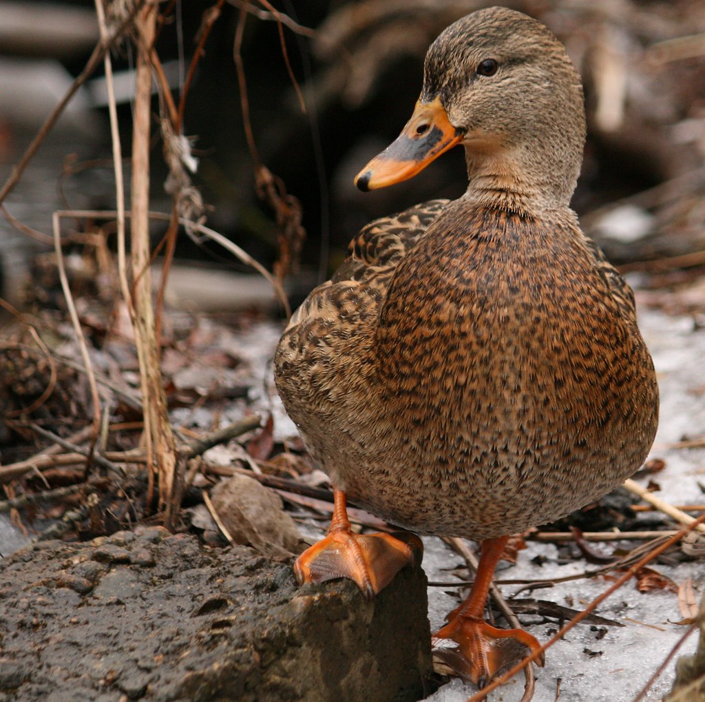 Lady duck striking a pose Bonnie Shulman Flickr