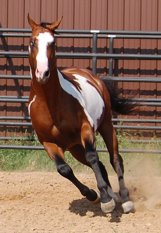 American Paint Horse Bay