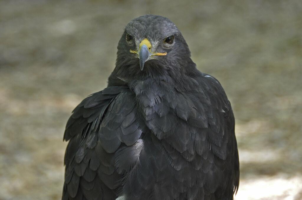 Great Black Hawk (Butteogallus urubitinga) Description la… Flickr