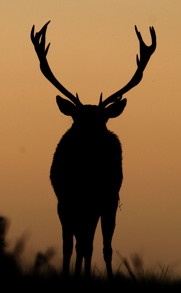 red deer stag head on silhouette 2 More on Uk wildlife blo… Flickr