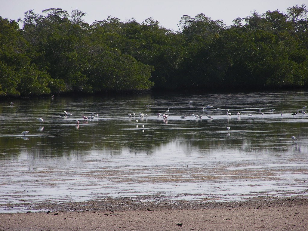 Low Tide at Ding Darling NWR 1 At least one of everything … Flickr