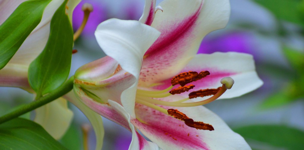 Asiatic Lily Fragrant and beautiful bjebie Flickr