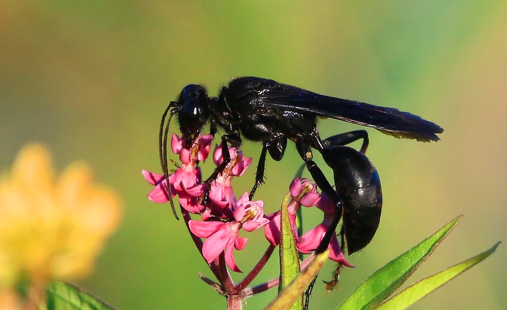 List Of Are Great Black Wasp Dangerous Ideas octopussgardencafe