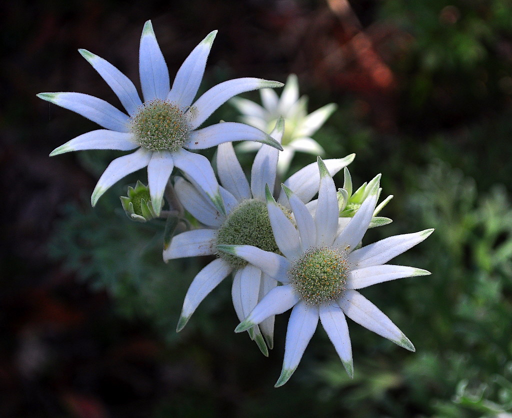 Flannel Flowers kropan Flickr