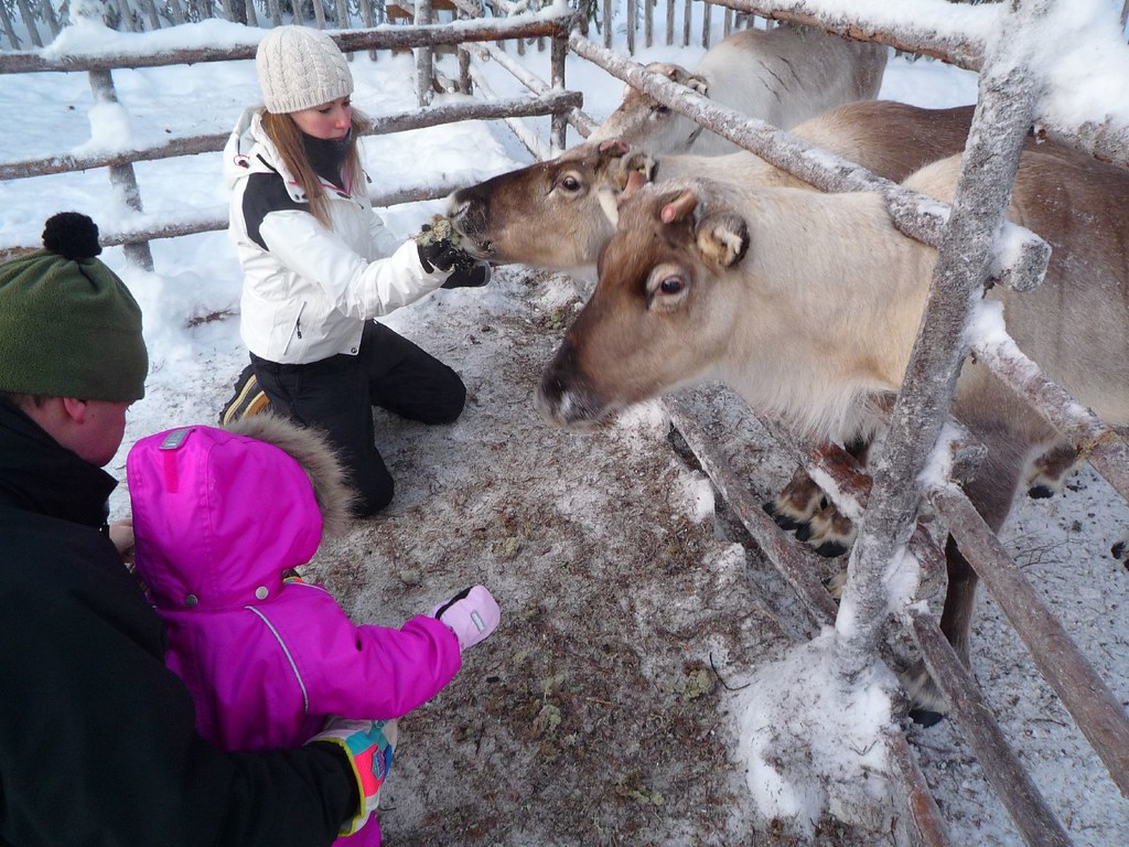 Feeding Reindeer Feeding lichen to reindeer at Lammintupa,… Flickr