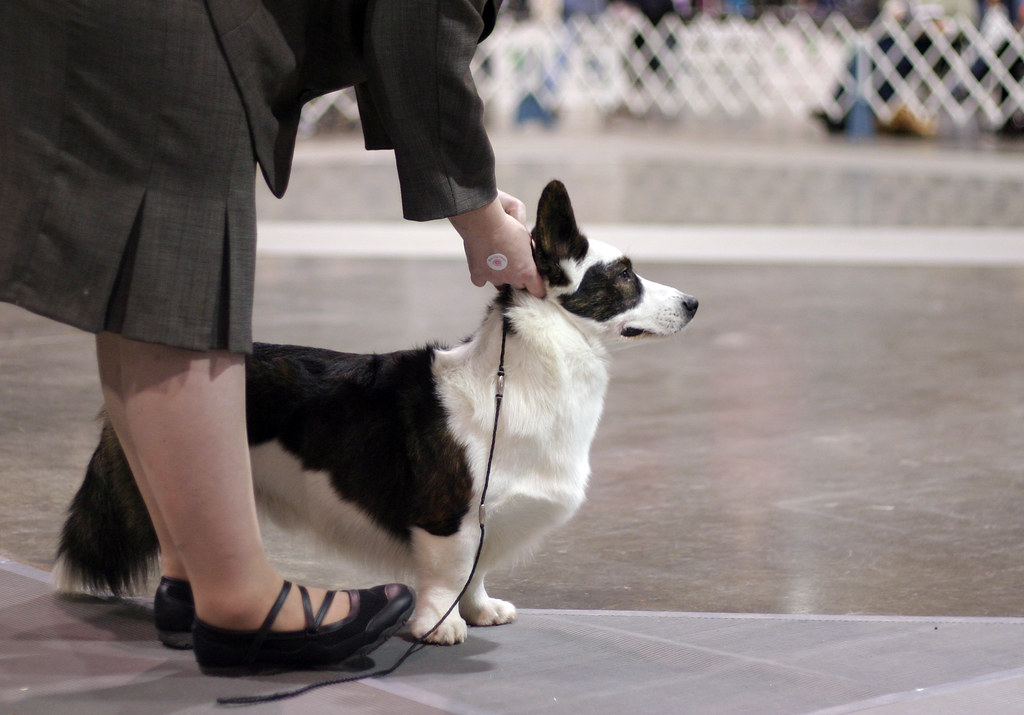 1586 2010 Rose City Classic Dog show in Portland, Oregon. Flickr