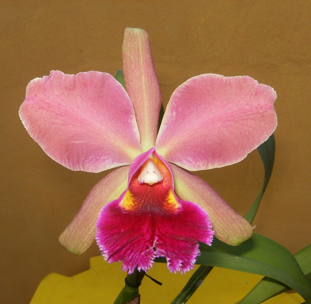 Quinta flowers, Orquídea Como o mundo é interessante, qu… Flickr