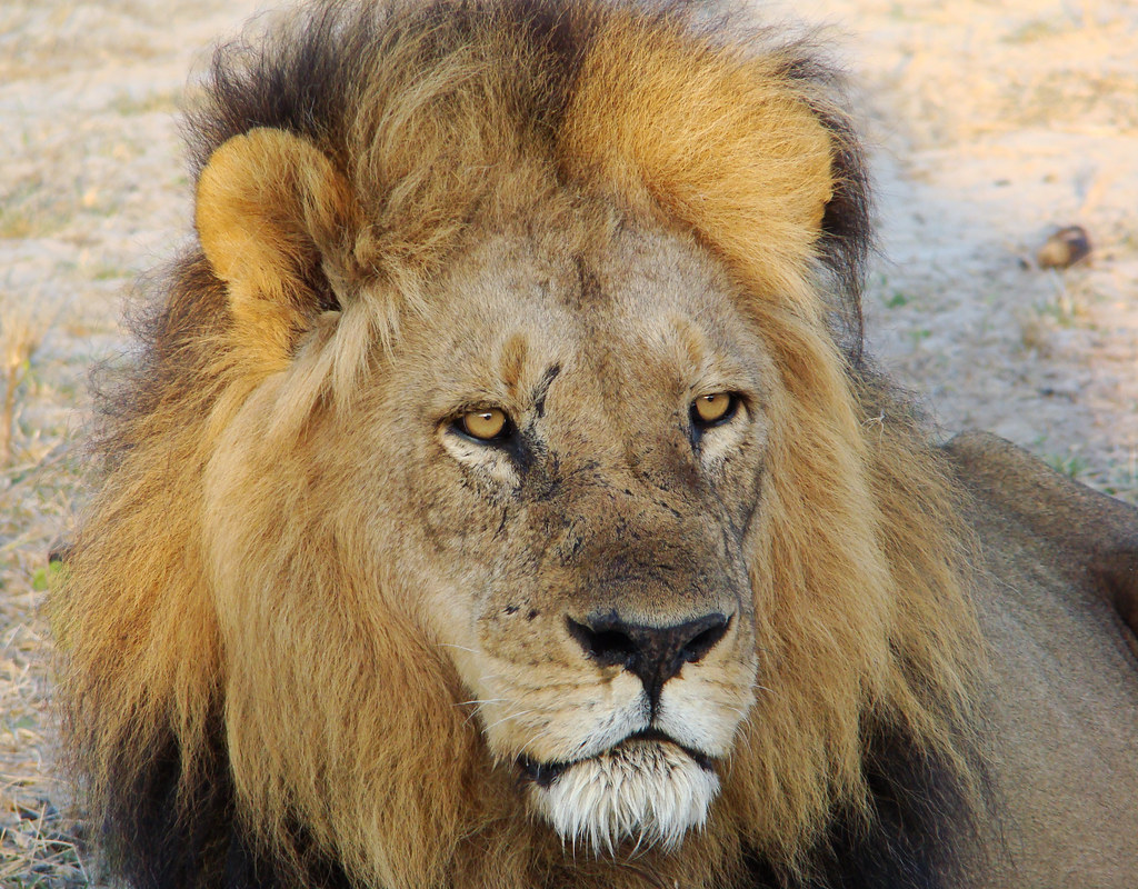 DSC08541 Lion face closeup sooc African Safari 2009 I love… Flickr