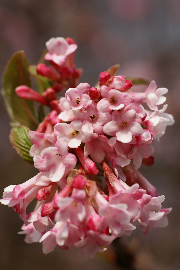 Schneeball, Bodnant / Pink Dawn Viburnum (Viburnum x bodn… Flickr