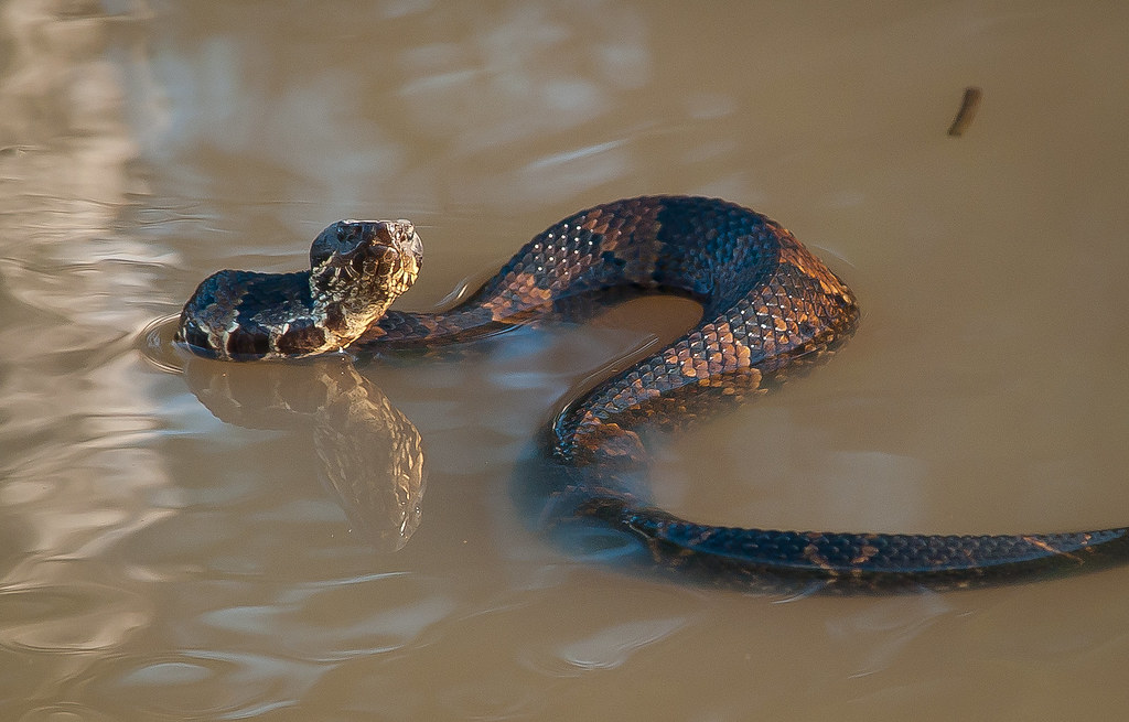 moccasin 4019627 Cottonmouth, Watermoccasin in eastern A… Alan