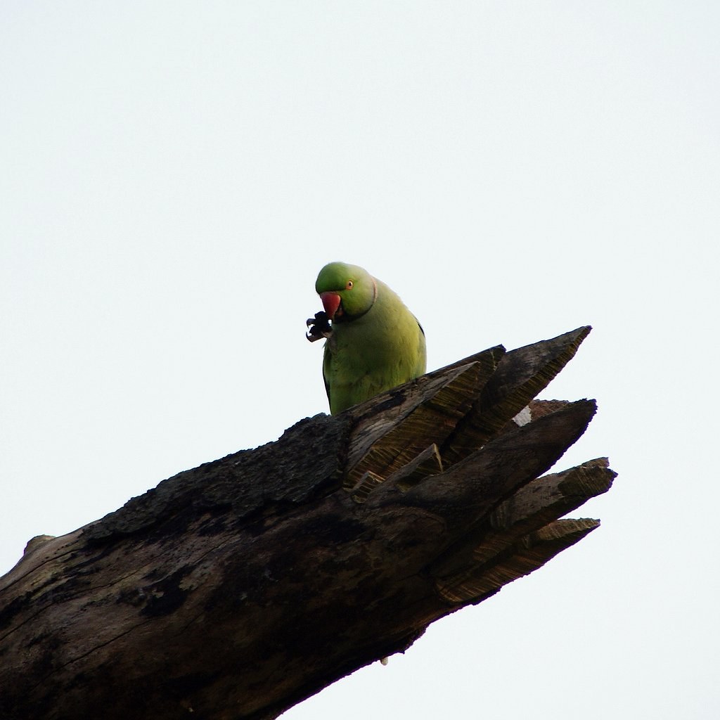 Parrot Wild parrot in Richmond Park, London, UK. Martin Svedén Flickr