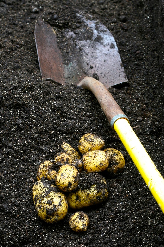 Harvesting Yukon Gold Potatoes On October 6, I harvested m… Flickr