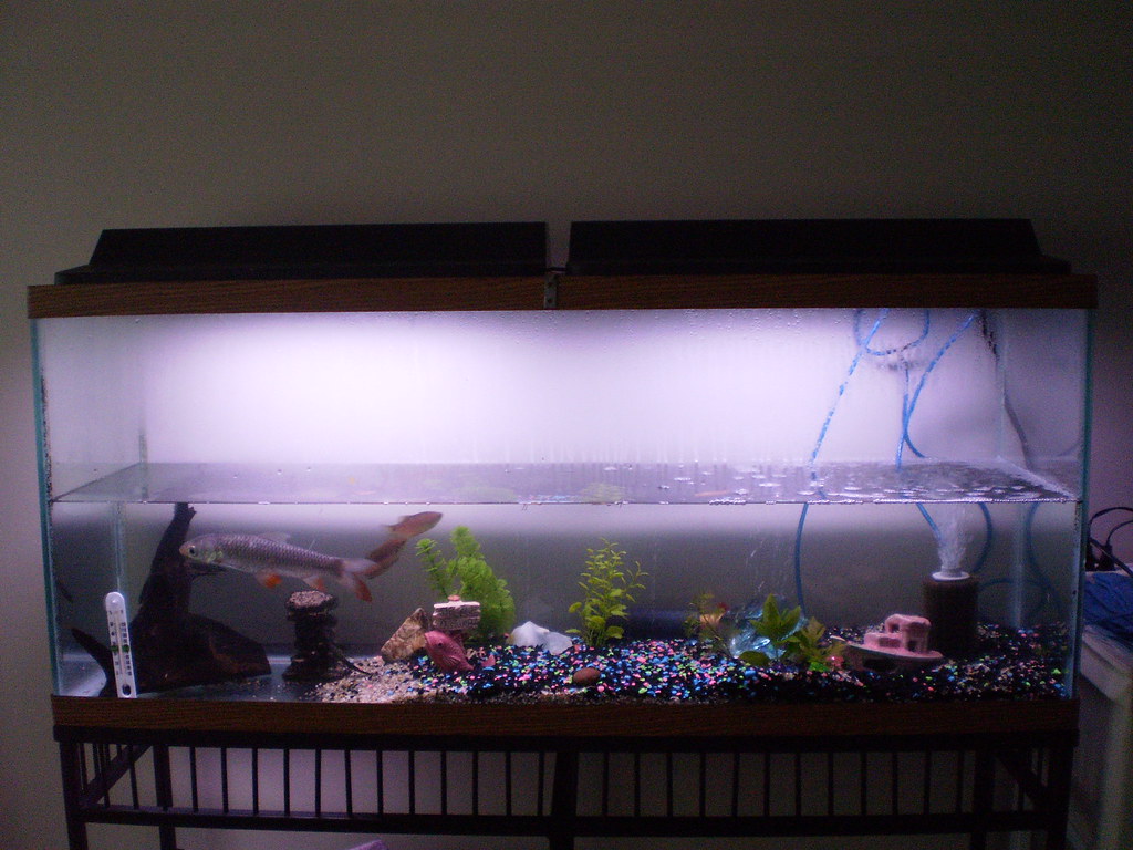 My 55Gallon tank! Stocking 1 (possible) rainbow shark … Flickr