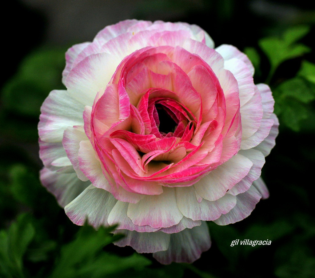 ranunculus 1 Watson Nursery in Puyallup Wash. thanks to … Flickr