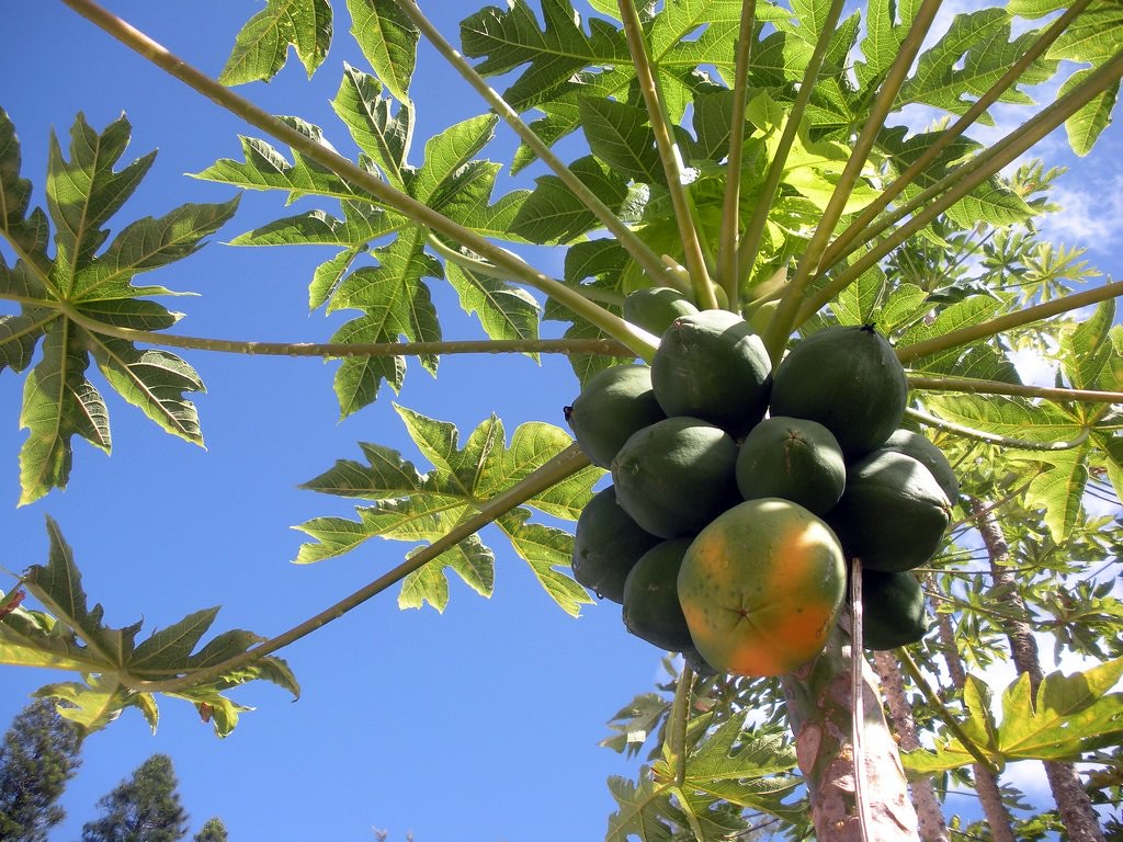 Papayas Oahu, Hawaii Shama Ko Photography www.skophotolo.c… Flickr
