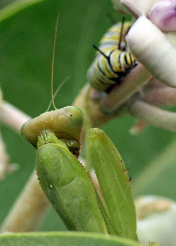 Predator and Prey 4 Maui, Hawaii In this shot, look clos… Flickr
