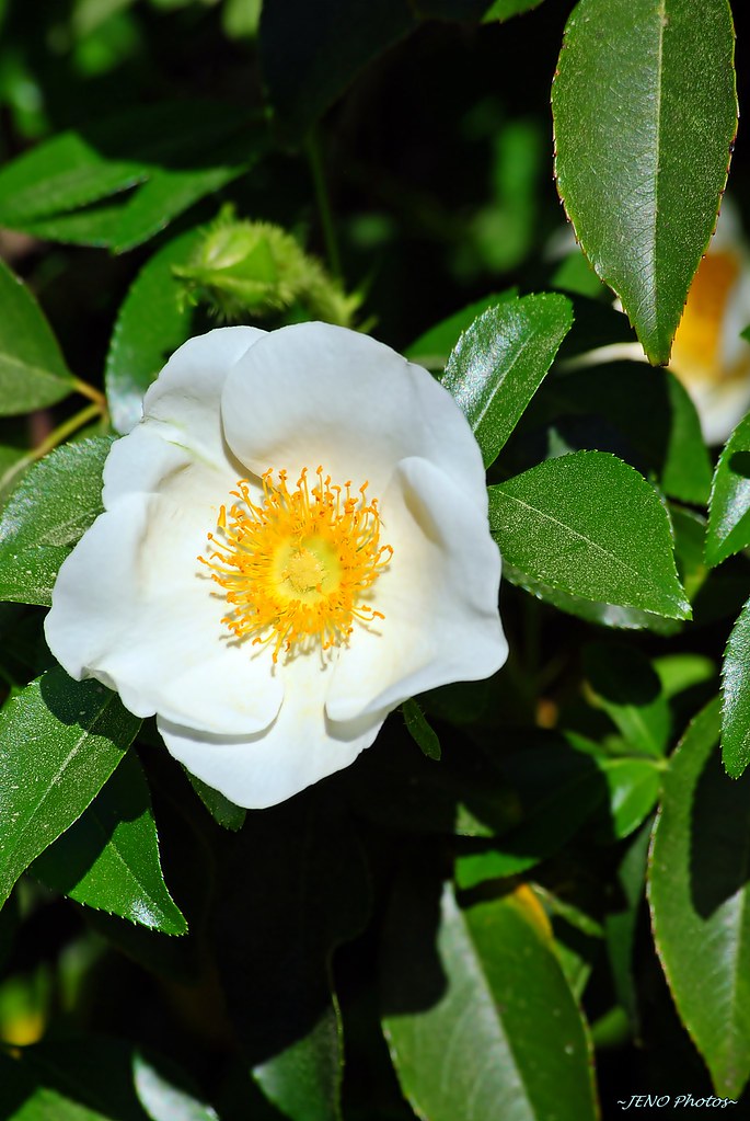 Cherokee Rose State Flower! JENO Flickr