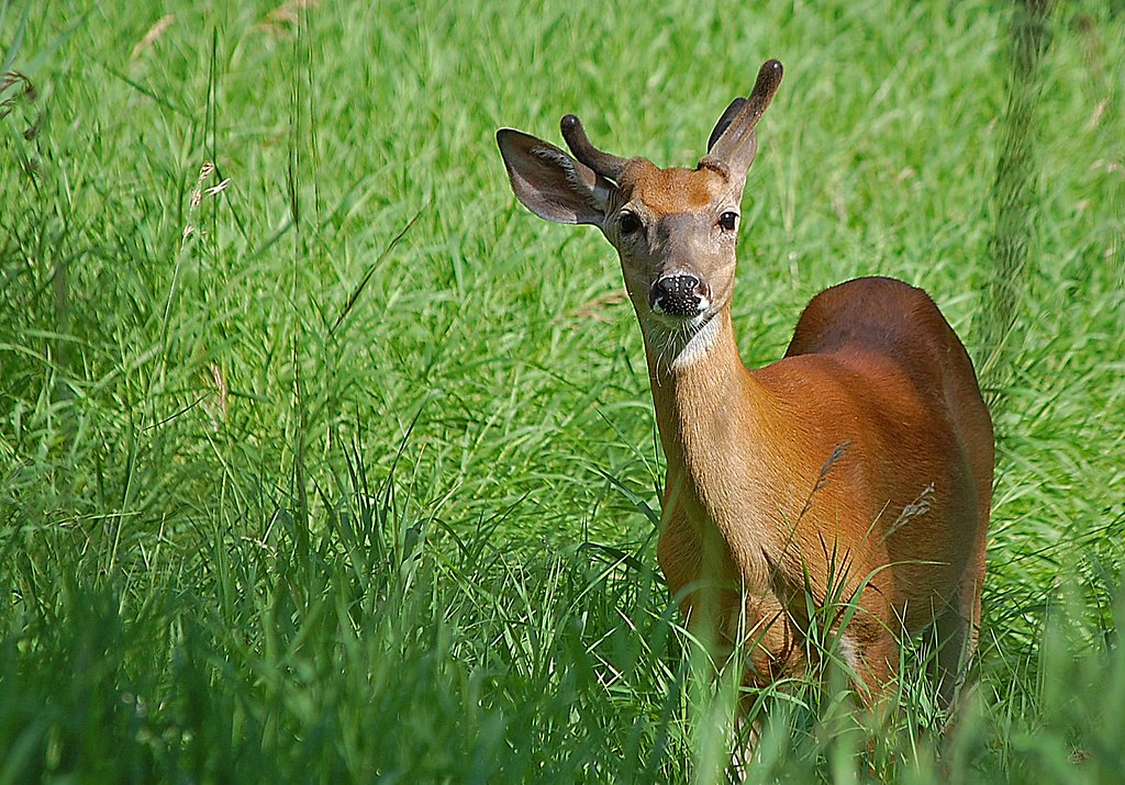 Cerf de Virginie Jeune cerf mâle très très curieux JeanPierre Flickr