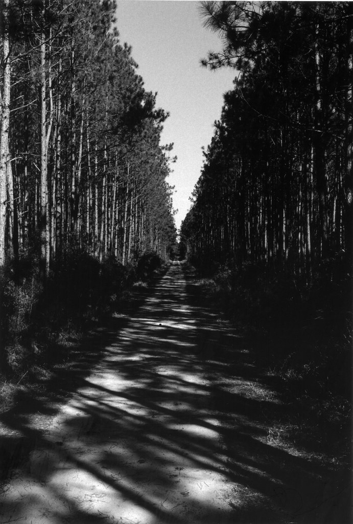 Woods Road, Southeast Typical southern pine tree f… Flickr