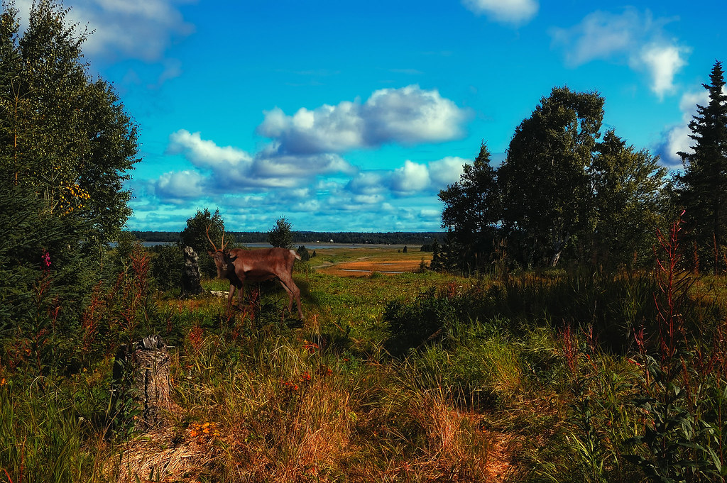 Kasilof River Bluffview View of the Kasilof River basin fr… Flickr