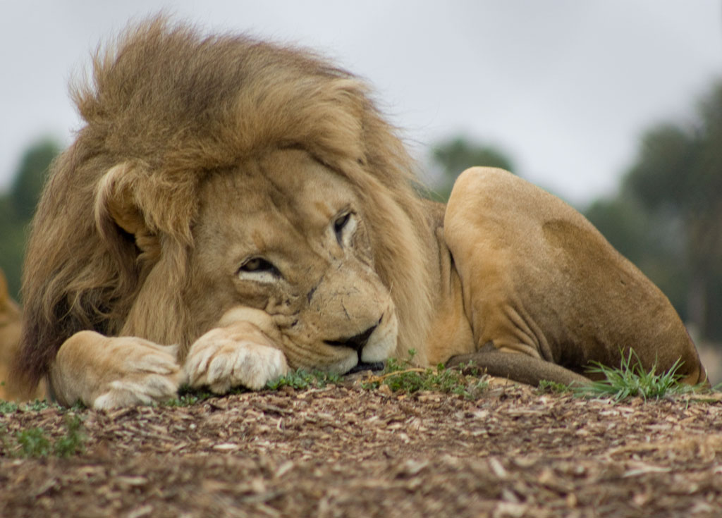 Lion waking Rexness Flickr