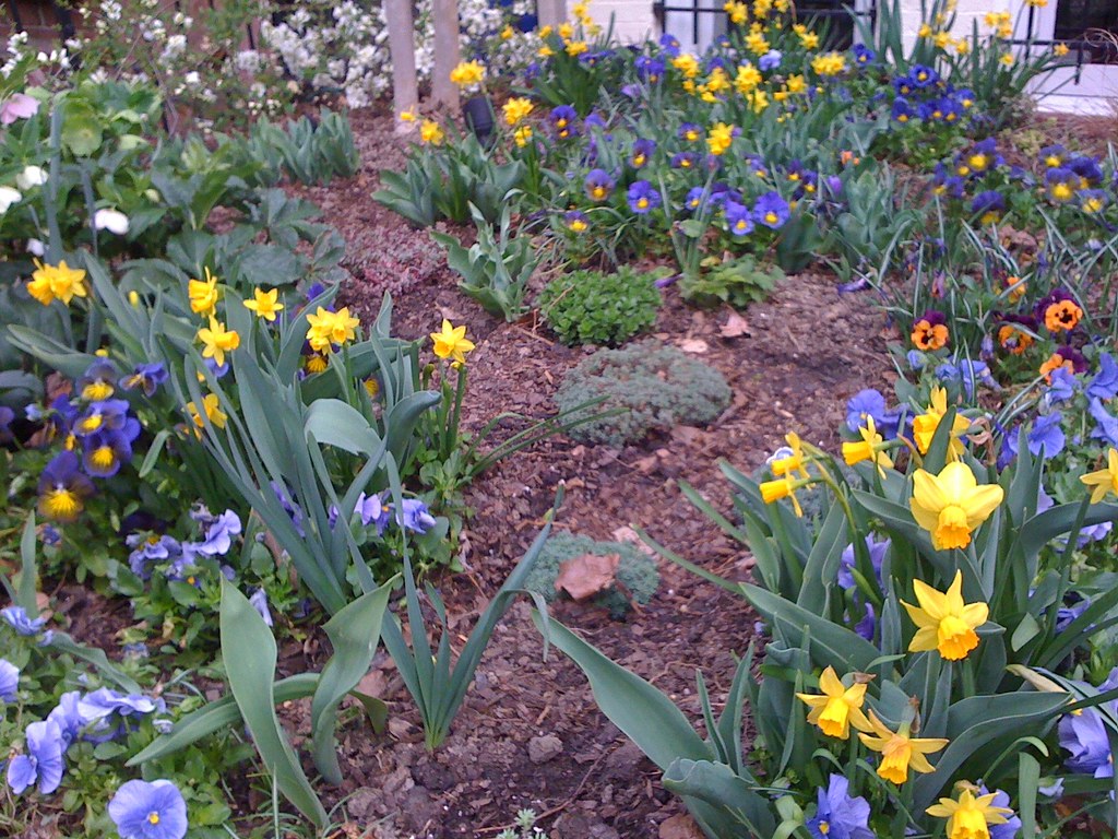 Cherry Blossom Festival and Spring Flowers in DC a photo on Flickriver