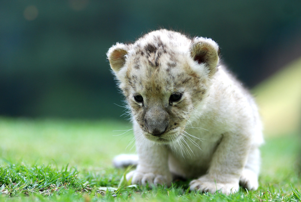 Lion Lion everland.korea IN CHERL KIM Flickr